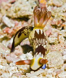 Nembrotha lineolata from Anilao. by Jim Chambers 